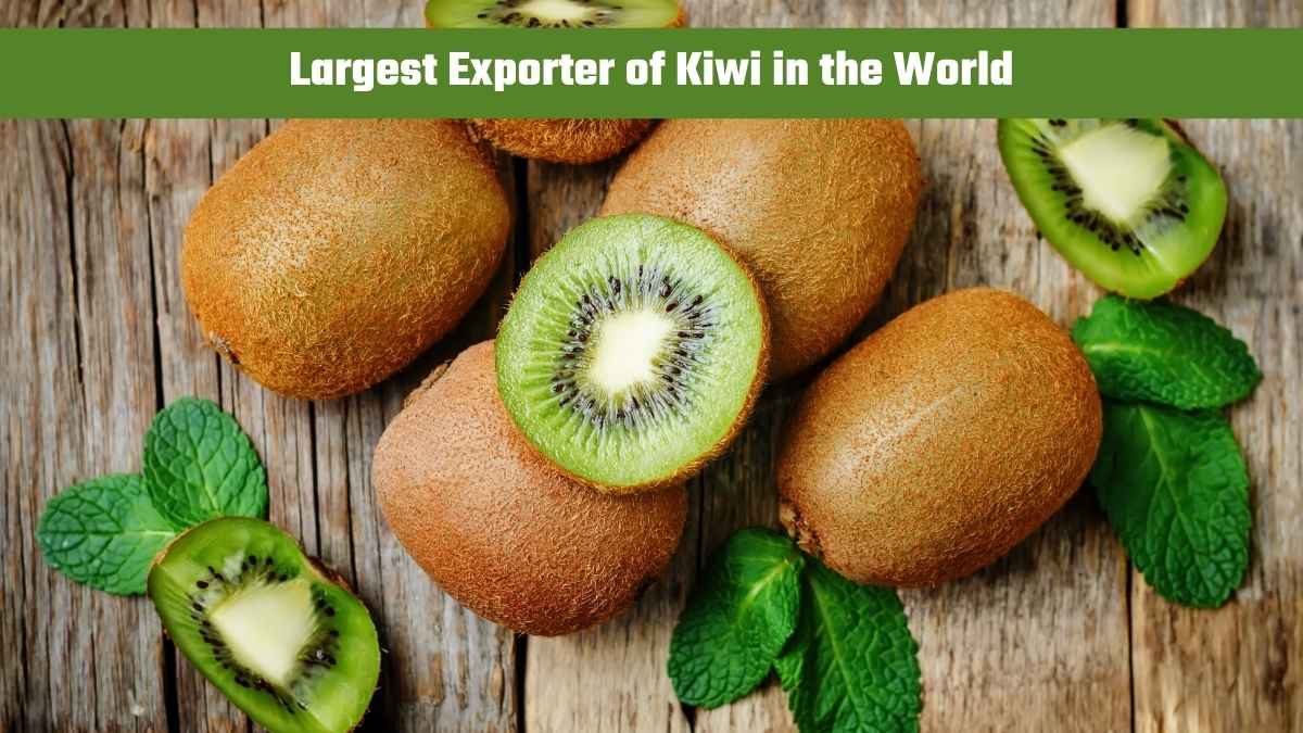 Which Country is the Largest Exporter of Kiwi in the World?