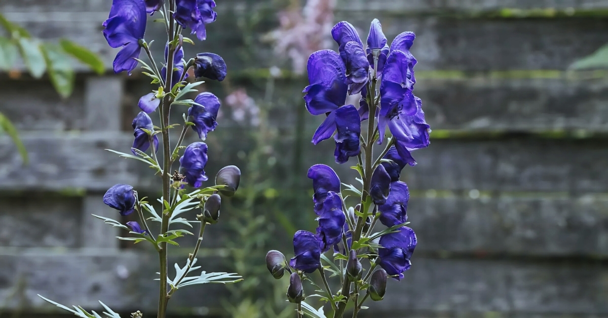 Which Is the Most Poisonous Flower in the World? 5 Most Beautiful Yet Dangerous Flowers in the World