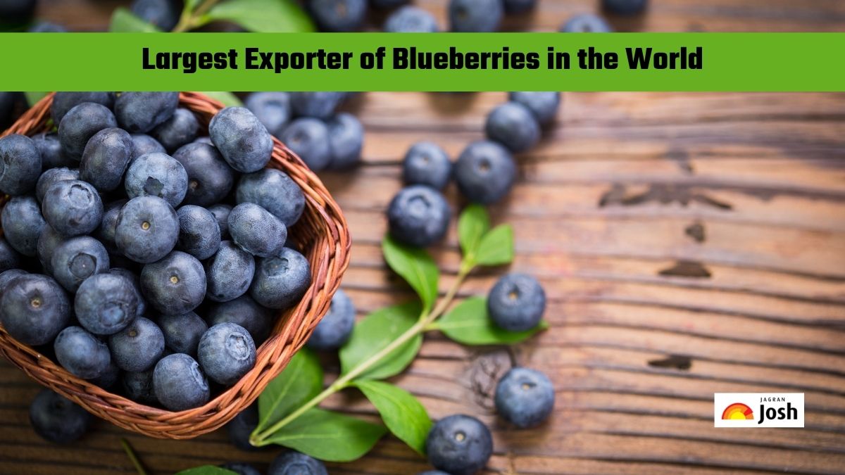 Which Country is the Largest Exporter of Blueberries in the World?