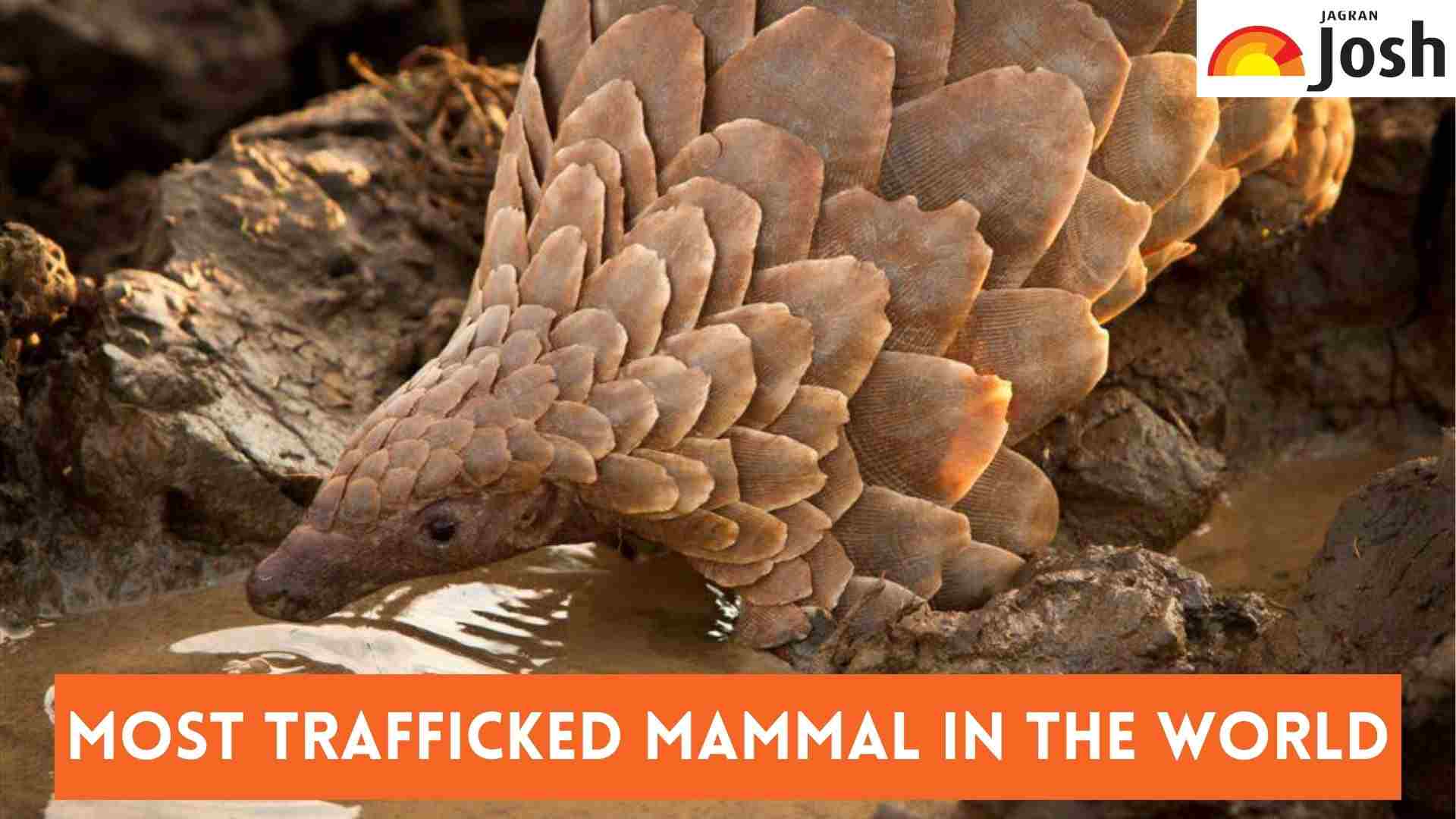 What is the Most Trafficked Mammal in the World?
