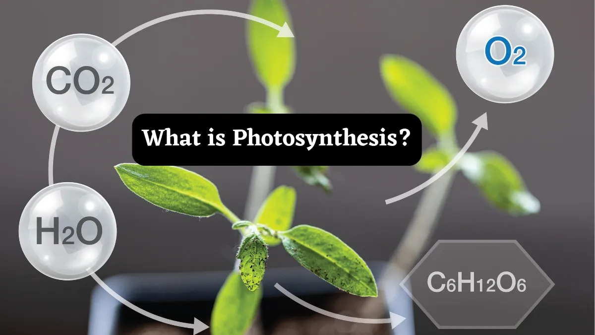 What Is Photosynthesis? Know Its Process And Role Of Chlorophyll