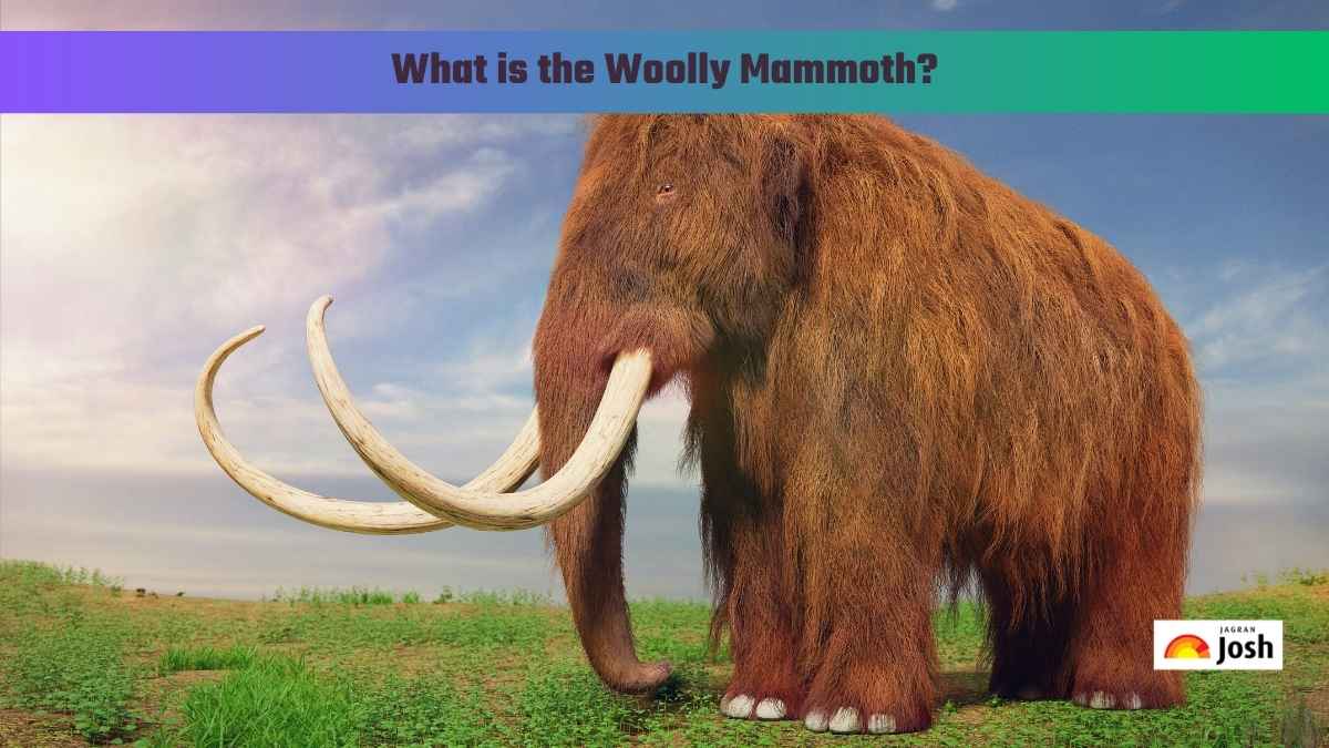 What is the Woolly Mammoth?