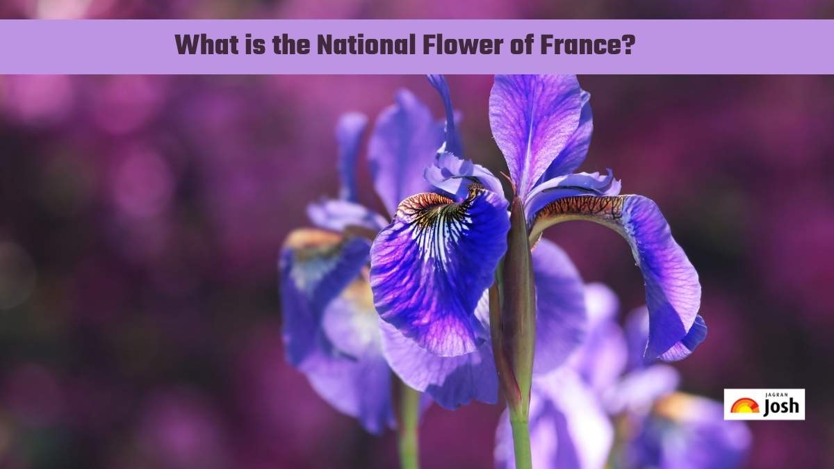 What is the National Flower of France?