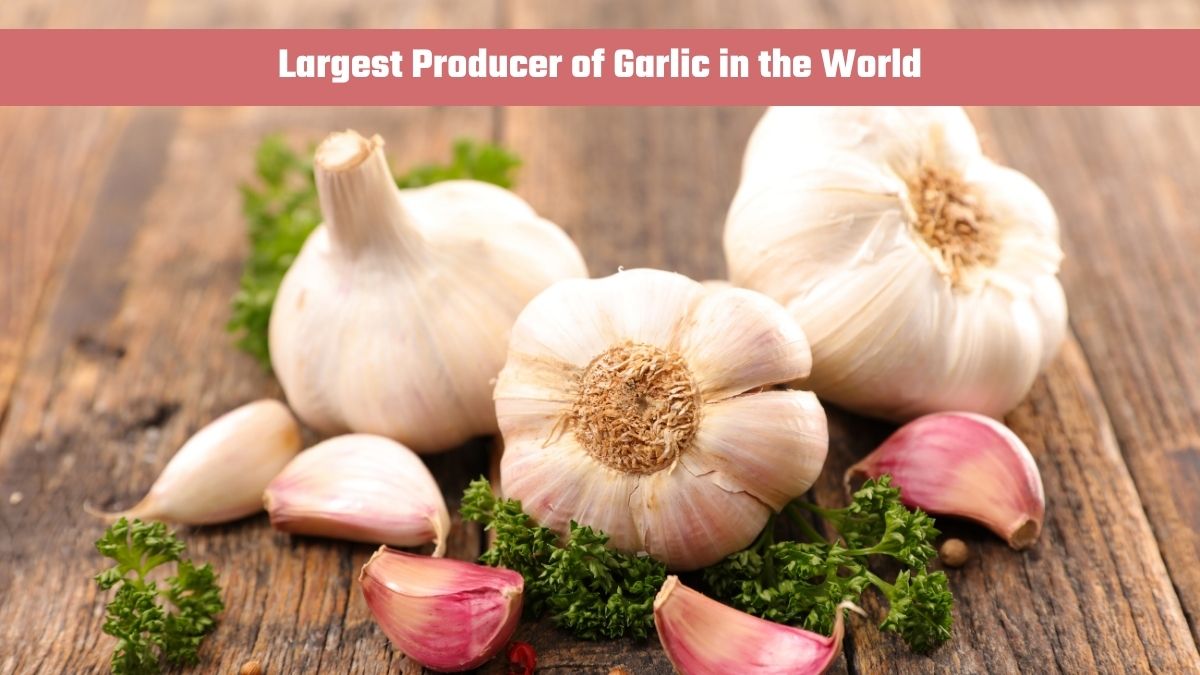 Which Country is the Largest Producer of Garlic in the World?
