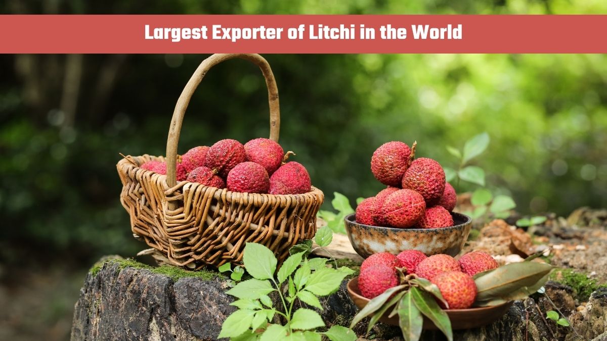 Which Country is the Largest Exporter of Litchi in the World?