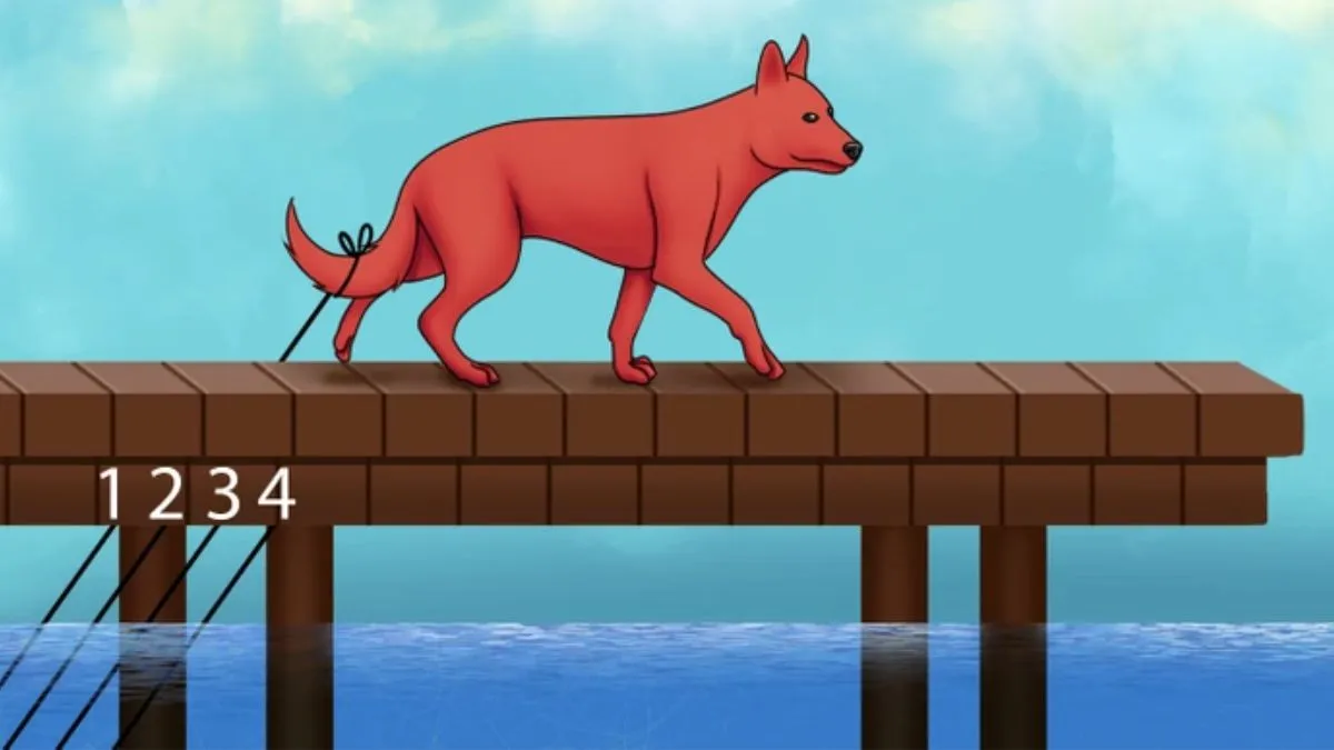 Which rope is tied to the fox?