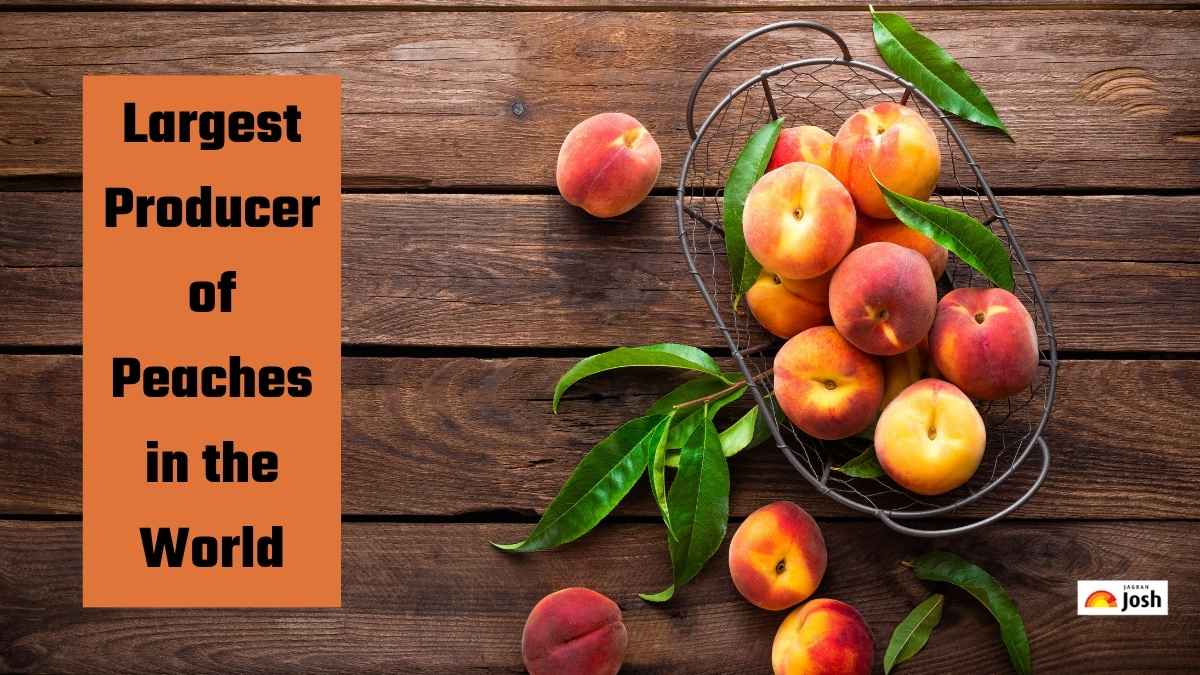Which Country is the Largest Producer of Peaches in the World?