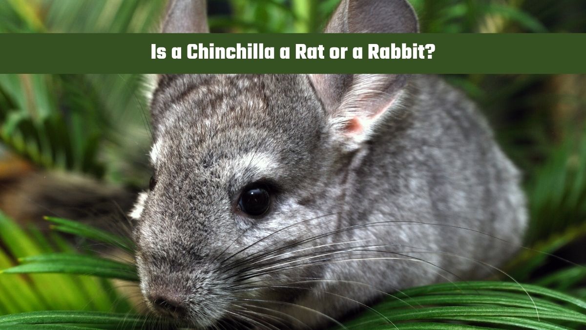 Is a Chinchilla a Rat or a Rabbit?