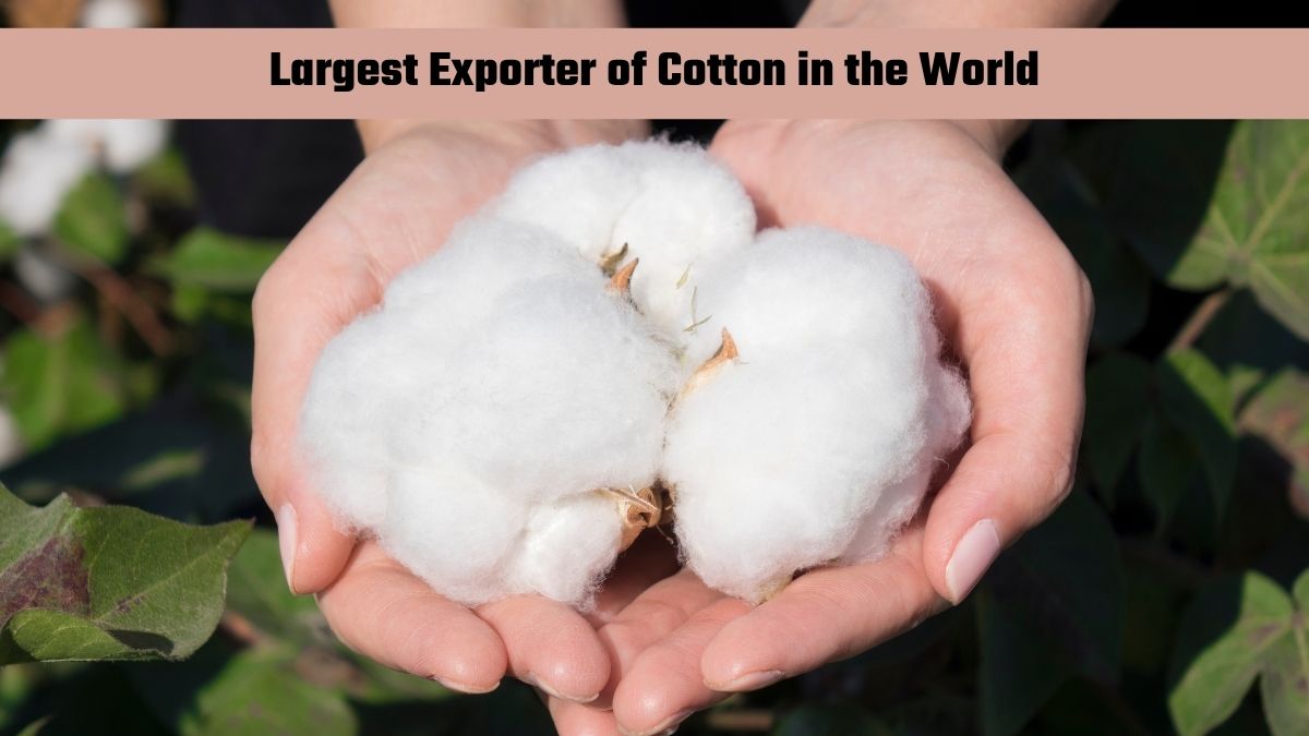 Which Country is the Largest Exporter of Cotton in the World?