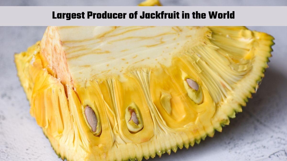 Which Country is the Largest Producer of Jackfruit in the World?