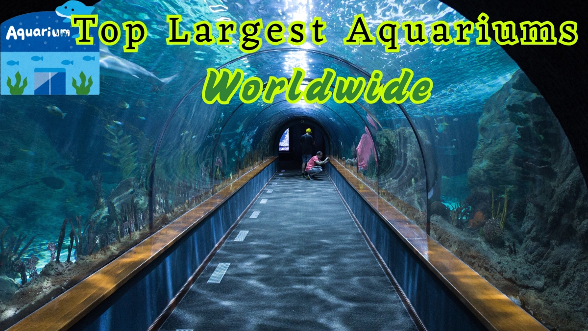 Top 10 Largest Aquariums Worldwide (by Total Water Capacity)