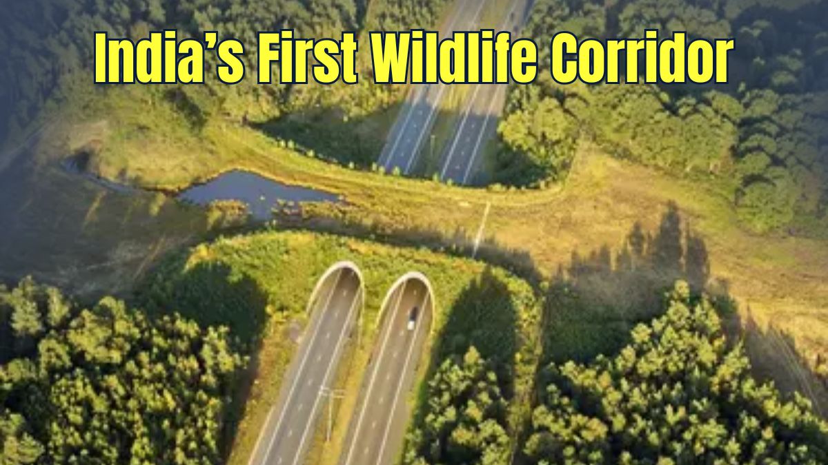 India’s First Wildlife Corridor on Delhi-Mumbai Expressway: Special Features and Other Details