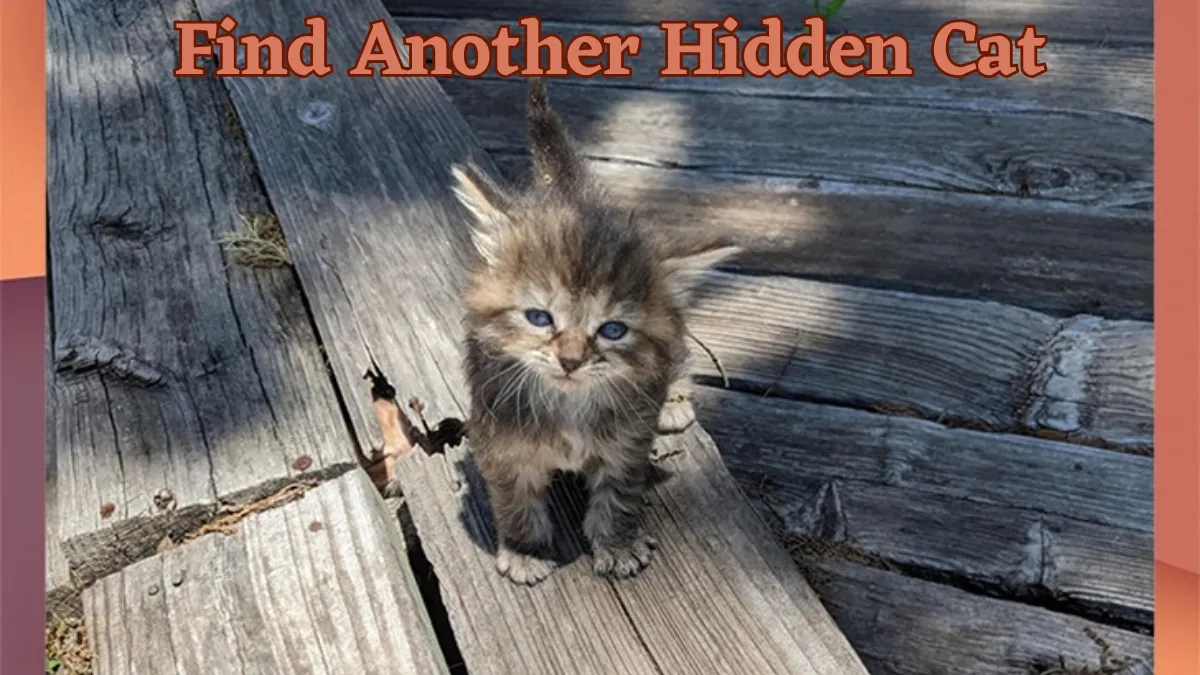 Do You Possess Sniper Eyesight? If You Have, Then, Using Your 140+ IQ Level, Find Another Hidden Cat