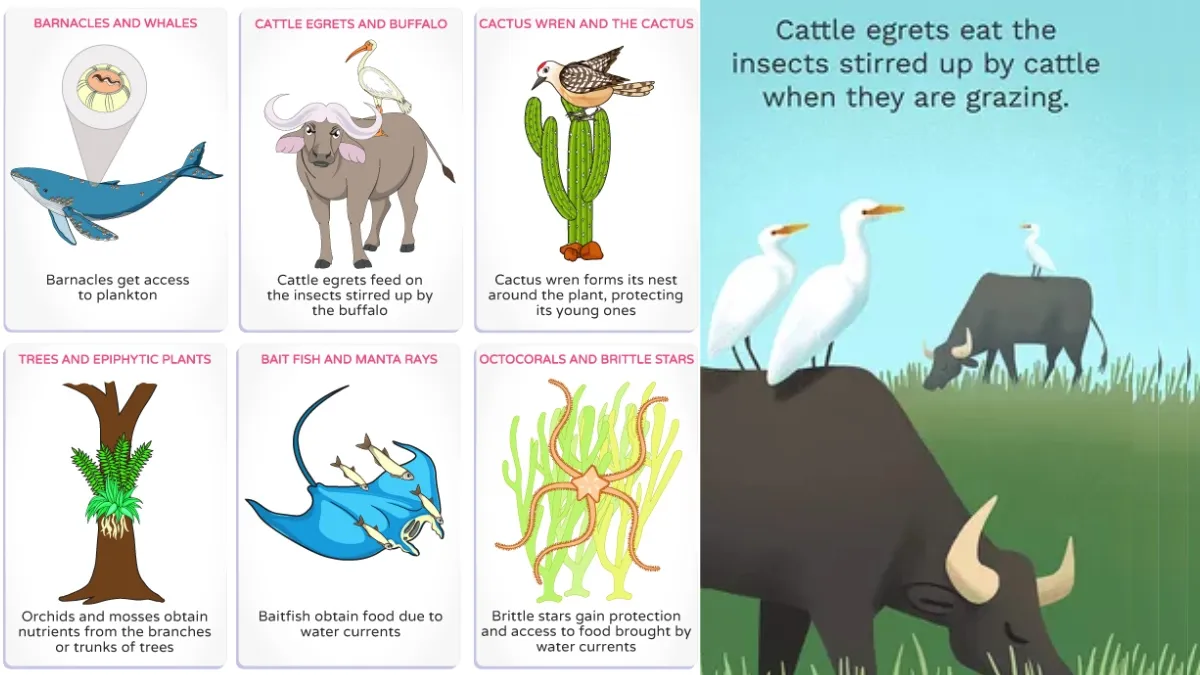 Explained: What is Commensalism? Know Its Types With Examples