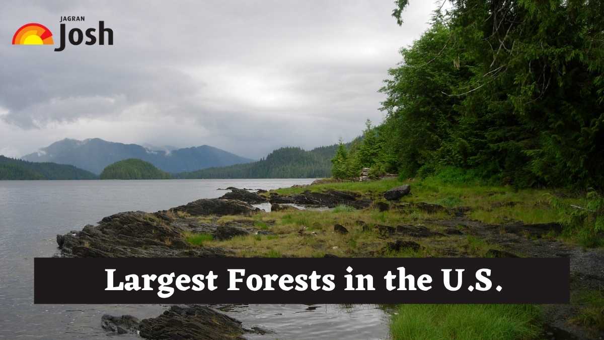 Which is the Largest Forest in the United States? Check List by State and Size