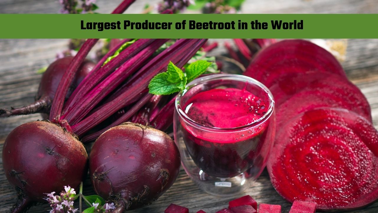 Which Country is the Largest Producer of Beetroot in the World?