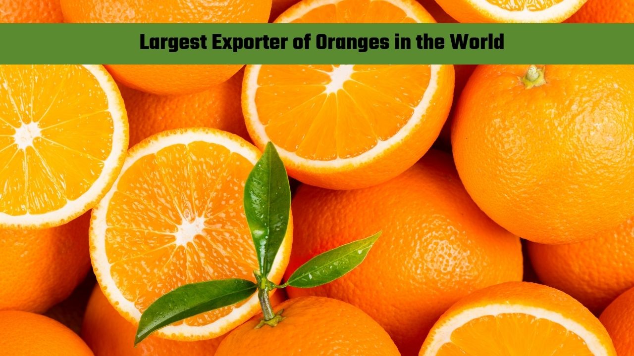 Which Country is the Largest Exporter of Oranges in the World?