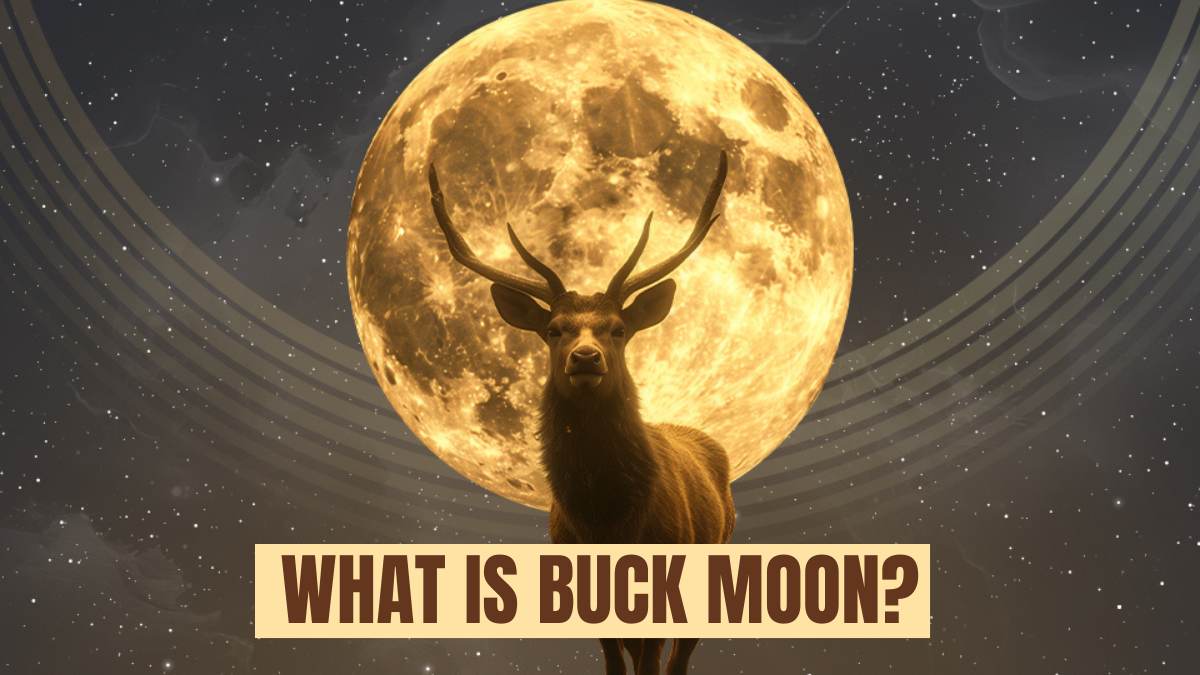 Buck Moon 2025: Check Its Meaning, Date, Visibility and Interesting Facts