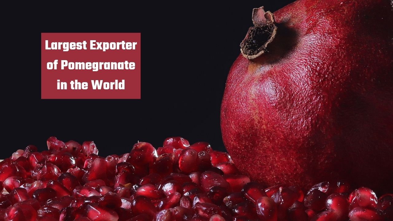 Which country is the largest exporter of christmas trees