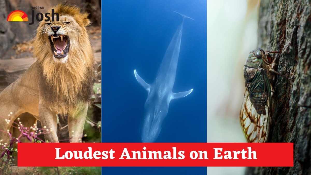 Top 9 Loudest Animals on Earth That Can Rival a Jet Engine