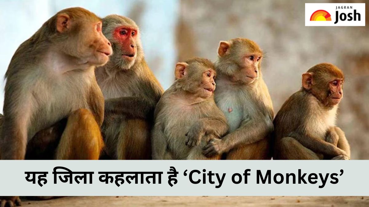 हरियाणा में किस जिले को कहा जाता है ‘City of Monkeys’, यहां जानें