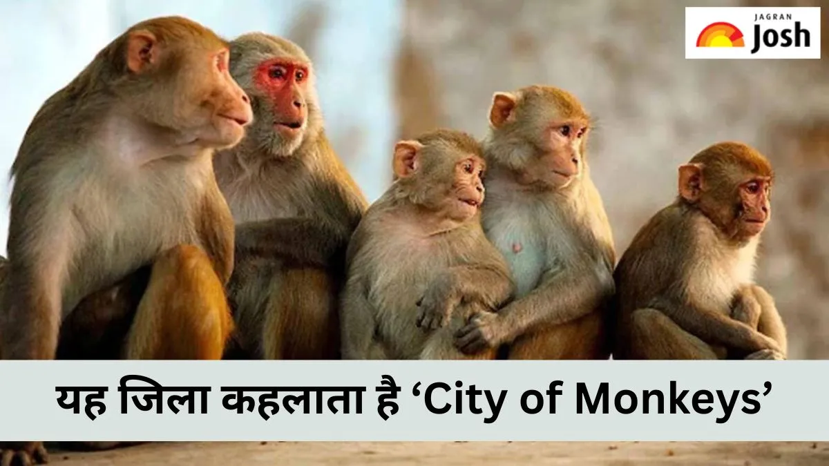 हरियाणा में बंदरों का स्थान