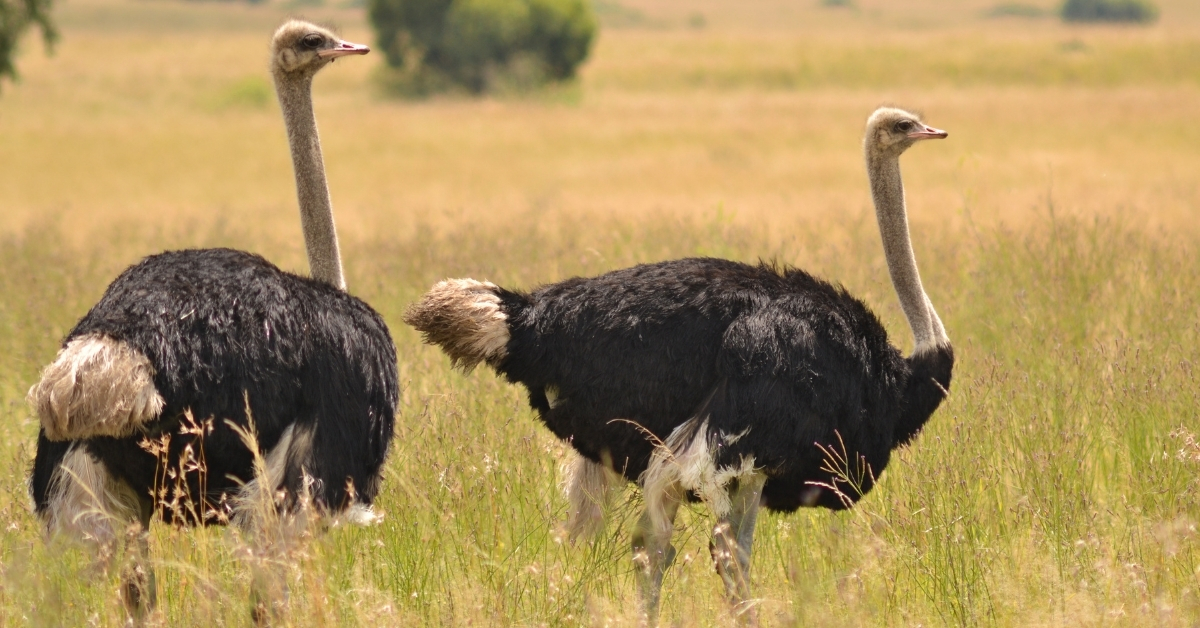 Which Bird Can't Fly in the World? List of Flightless Birds in the World