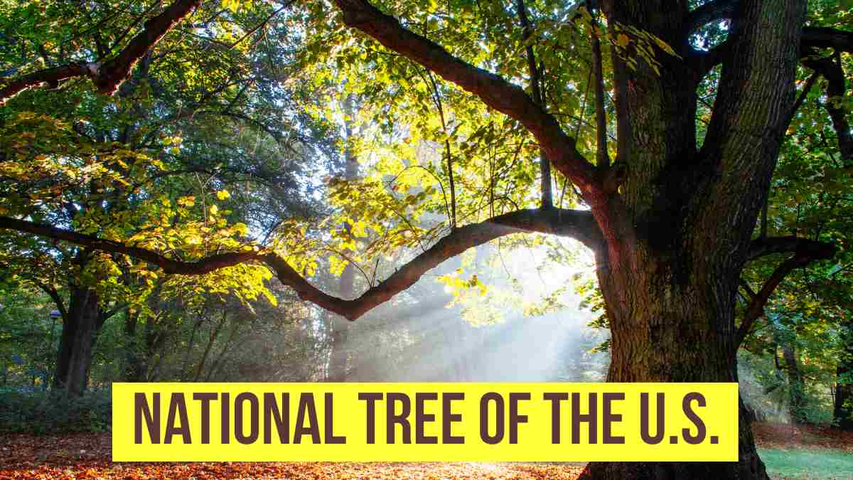 Which is the National Tree of the U.S.?