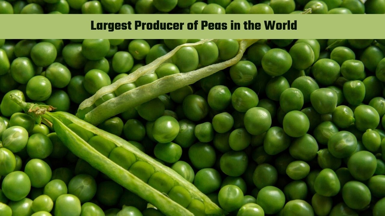 Which Country is the Largest Producer of Peas in the World?