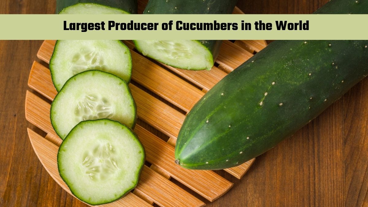 Which Country is the Largest Producer of Cucumbers in the World?