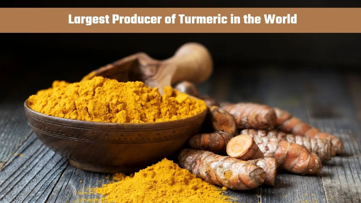 Largest Producer of Turmeric in the World