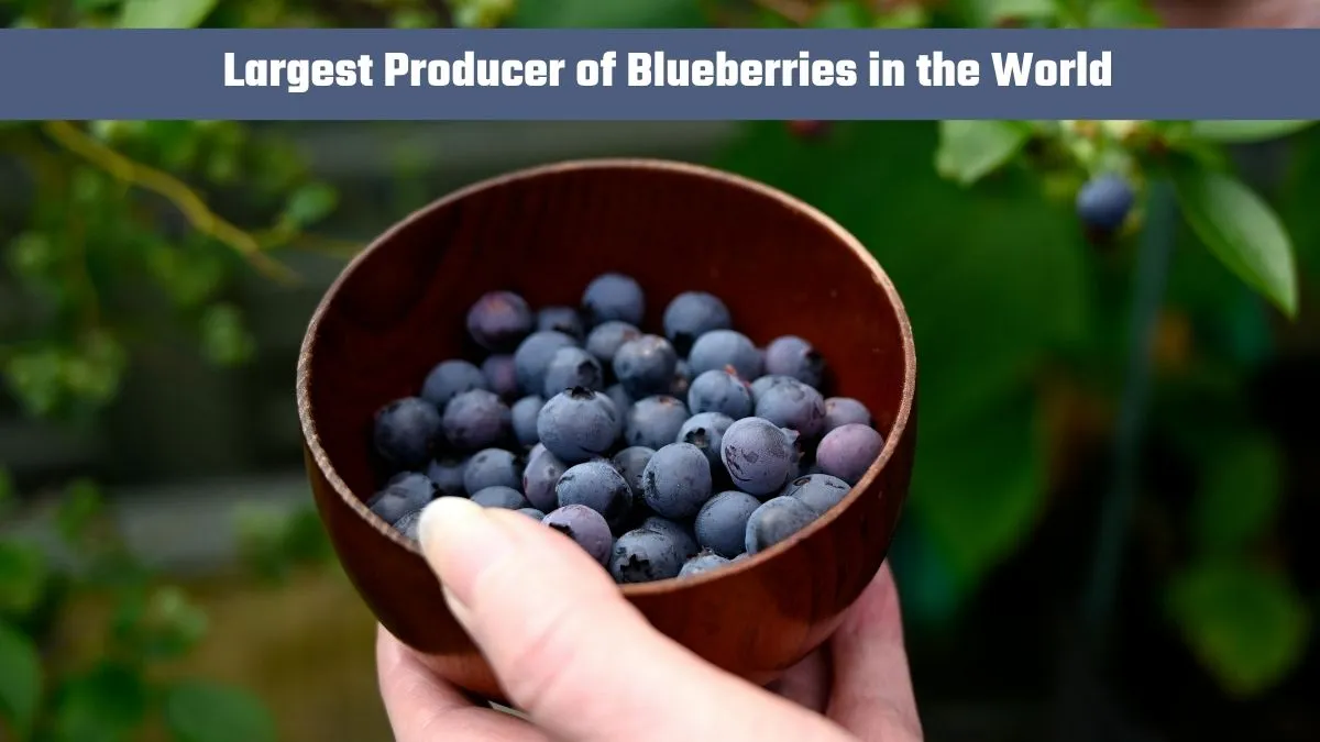 Blueberry