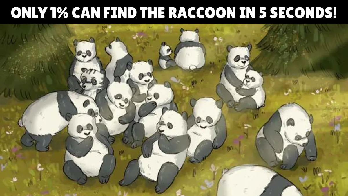 Find the raccoon in 5 seconds!