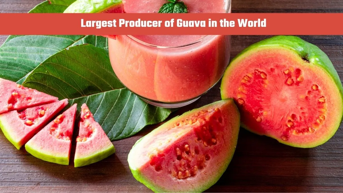 guava
