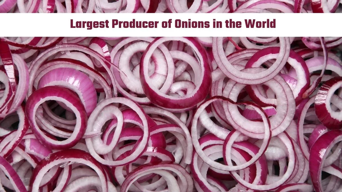 Largest producer of onions