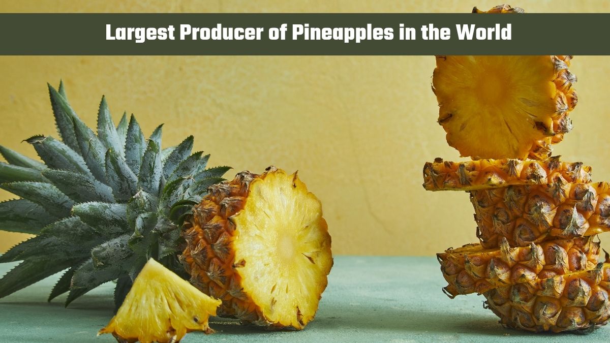 Which Country is the Largest Producer of Pineapples in the World?