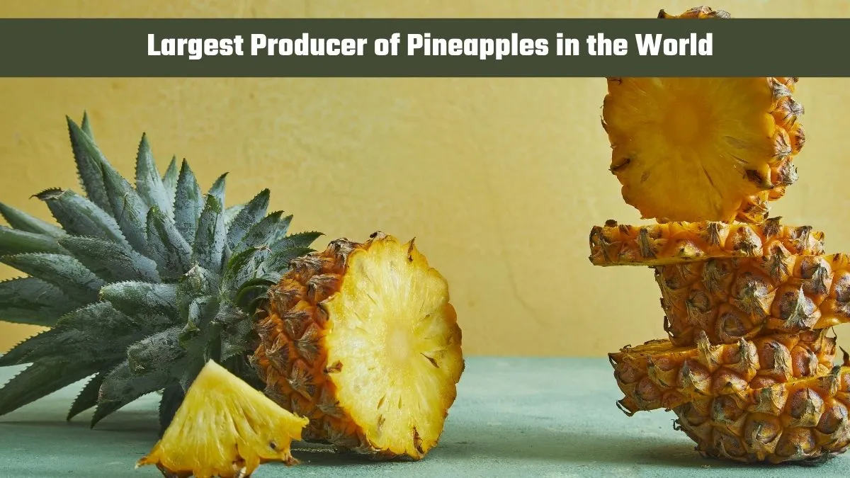 Largest Producer of Pineapples in the World