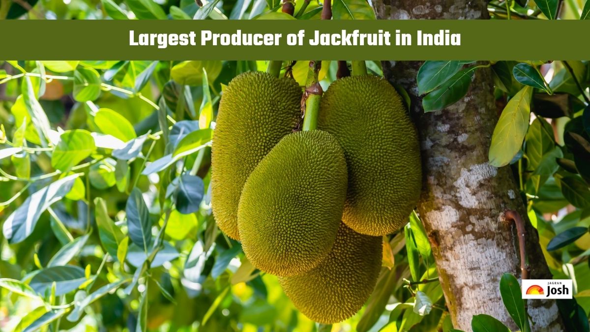 Which State is the Largest Producer of Jackfruit in India?