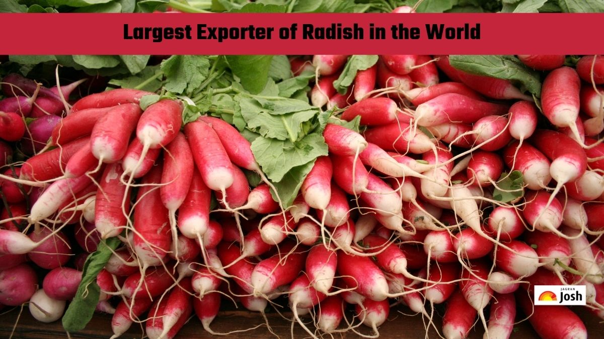 Which Country is the Largest Exporter of Radish in the World?