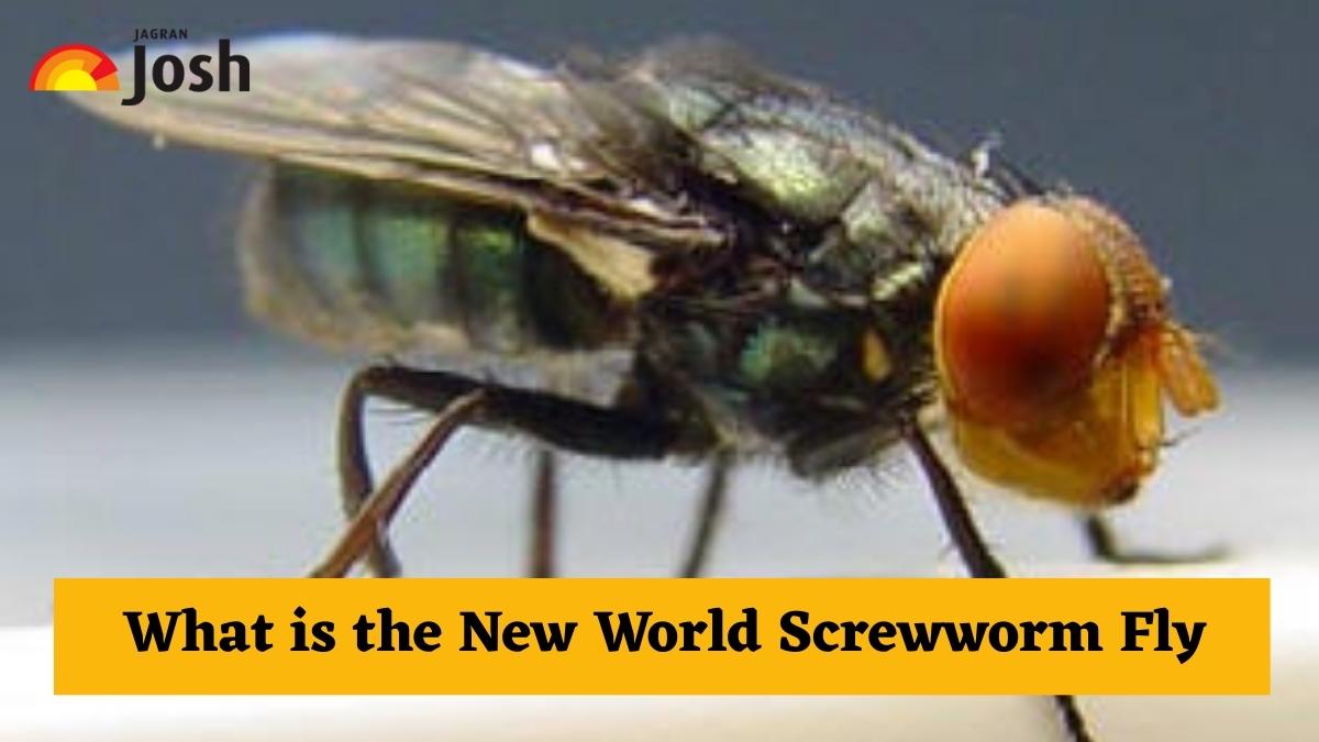 What is the New World Screwworm Fly? Know How US Plans to Fight It