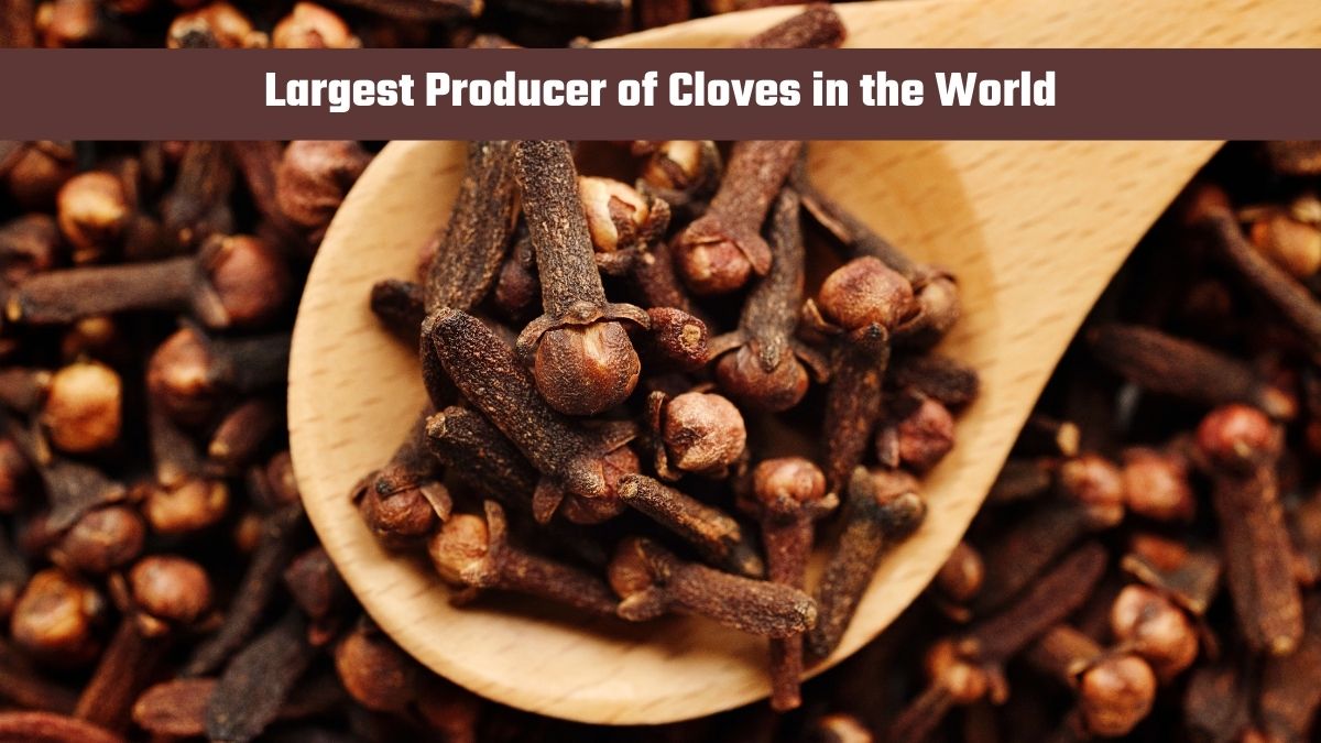 Which Country is the Largest Producer of Cloves in the World?