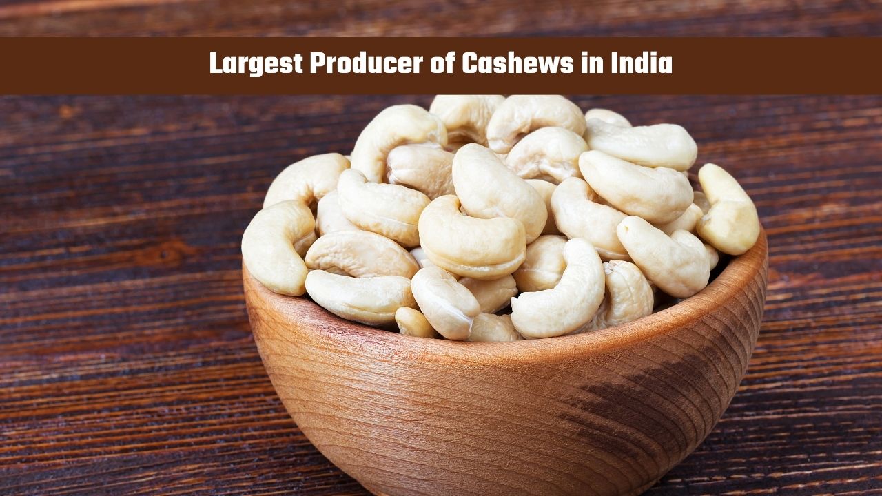 Which State is the Largest Producer of Cashews in India?