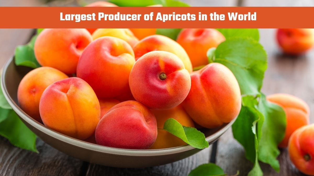 Which Country is the Largest Producer of Apricots in the World?