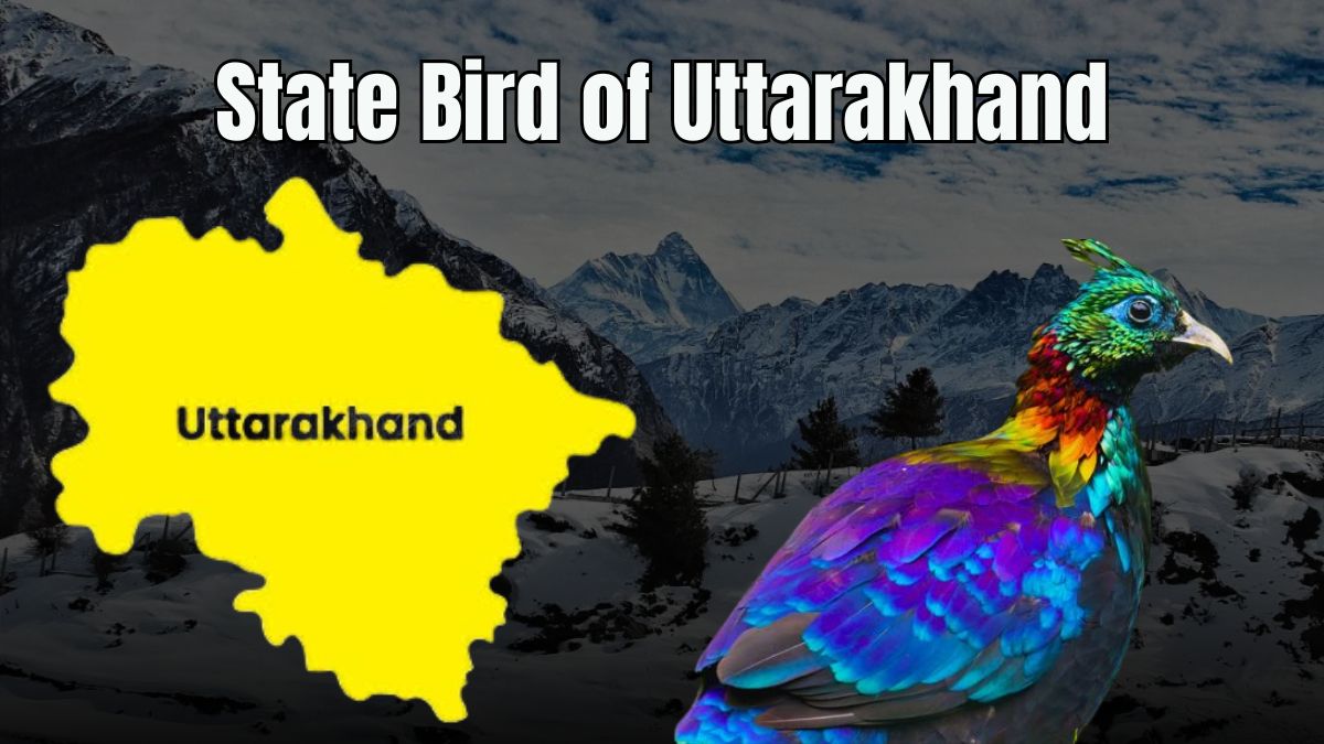 Which is the State Bird of Uttarakhand? Check What it Looks Like