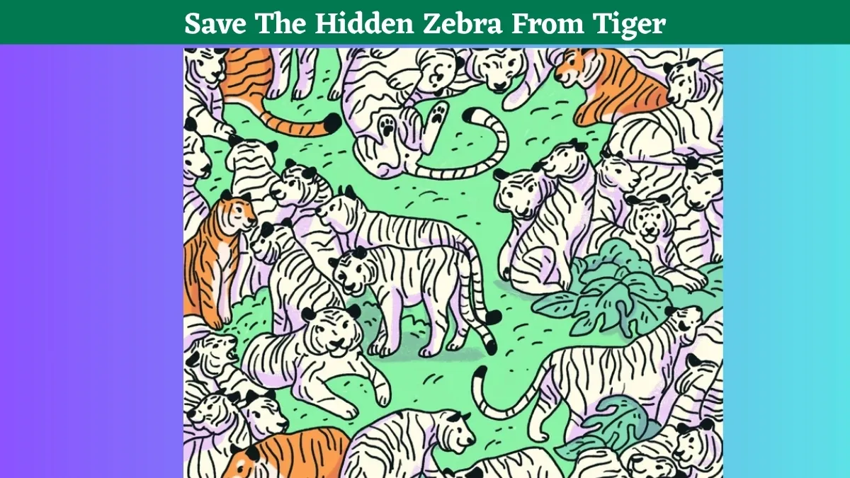 Are You A Sharper Observer With A 130+ IQ Level? Then Find The Hidden Zebra Among These Tigers