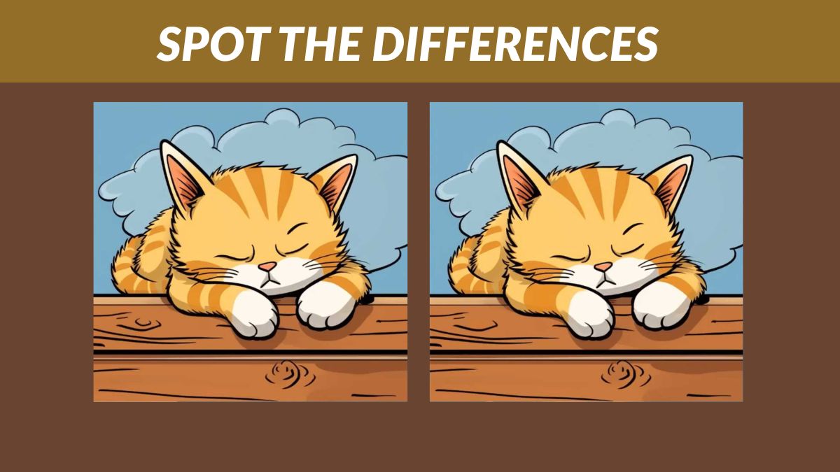 Spot the 3 Differences in the Sleeping Cat Pictures in 23 Seconds!