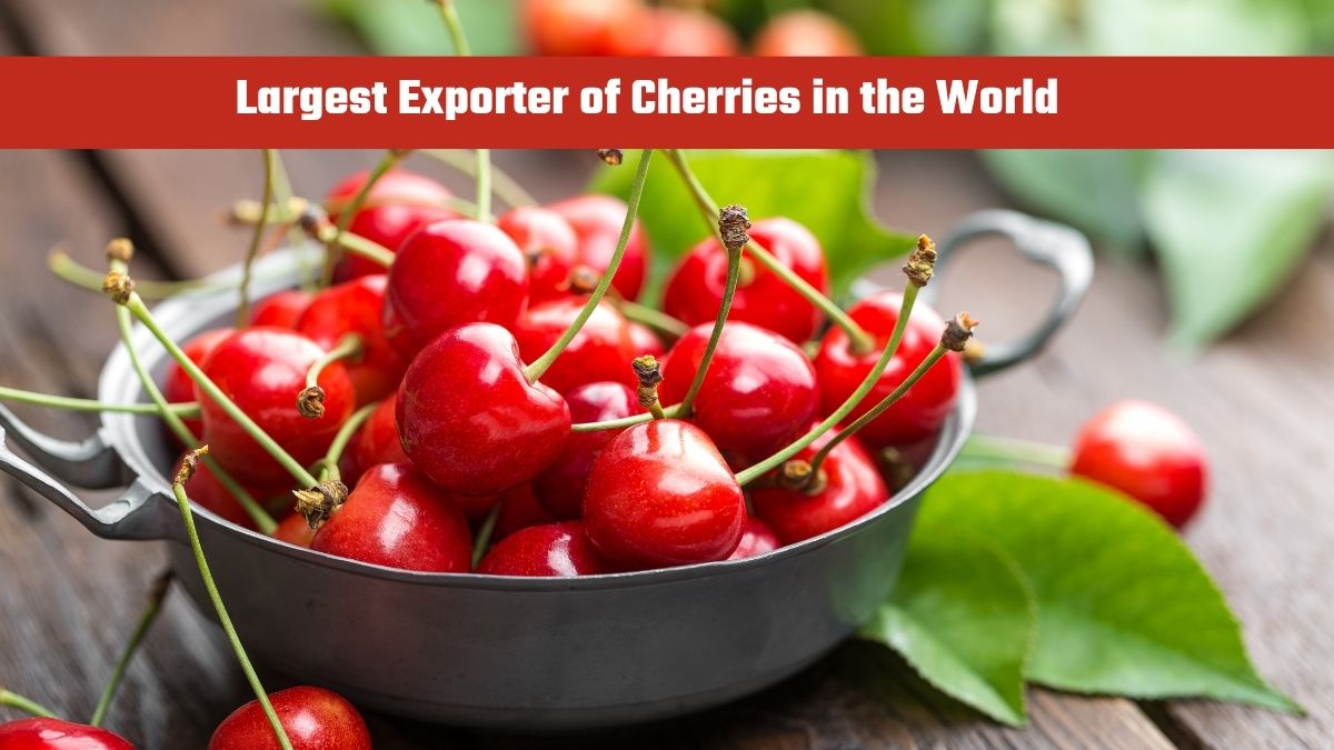 Which Country is the Largest Exporter of Cherries in the World?