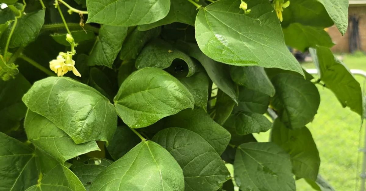 Join the 1% Club: Find the Hidden Spider in This Puzzle If Your IQ Is 139