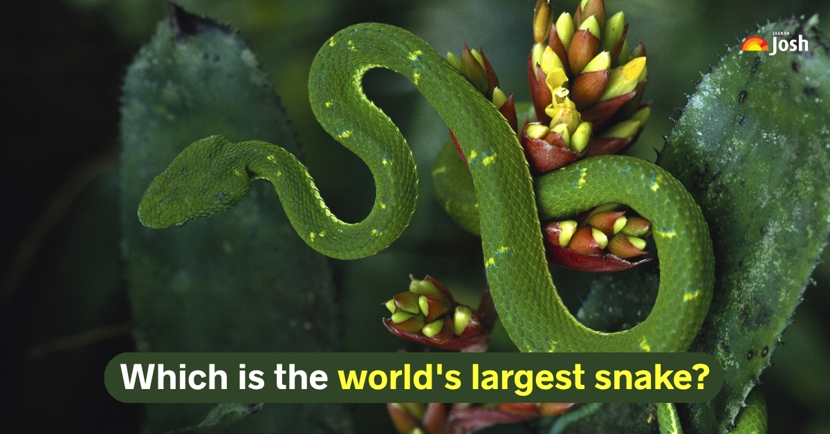 What is the Biggest Snake in the World? List of the 7 Largest Snakes in the World