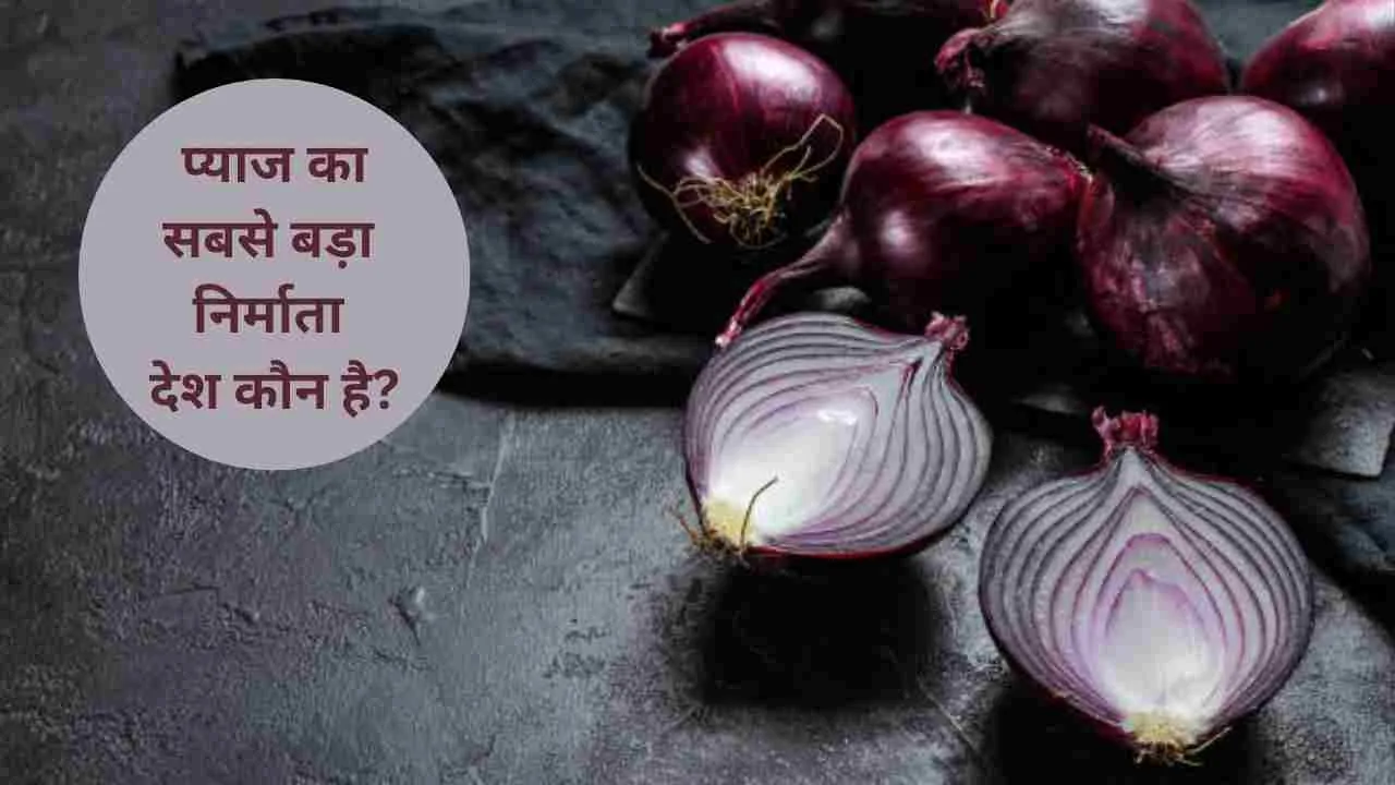 Largest Onion producer country